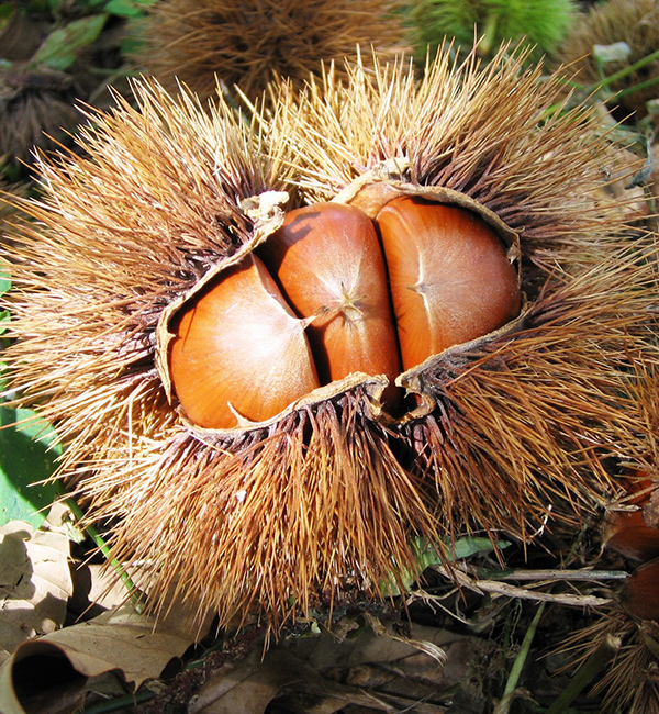 高島市マキノ農業公園
マキノピックランド
果樹園入園券