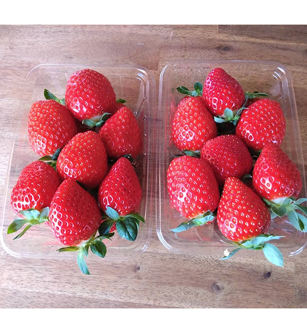 園田いちご園
おすすめ竜王いちご